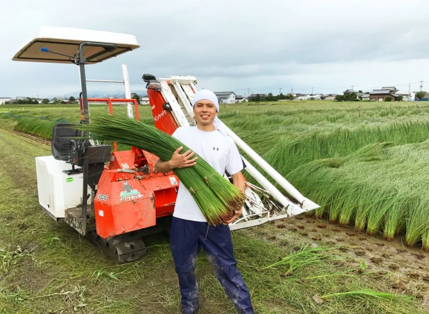 熊本県の生産農家へ直接のい草